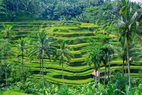Seniors a ubud bali